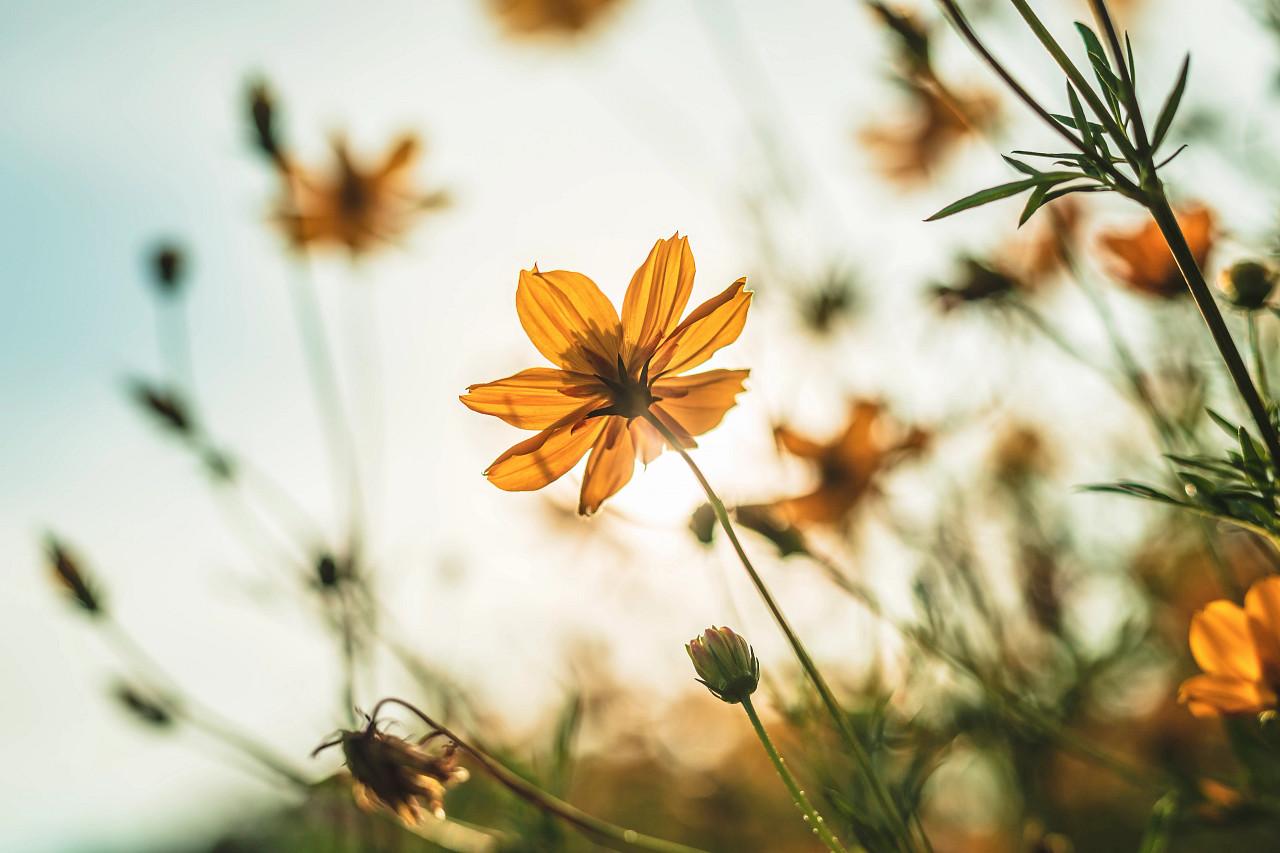 yellow cosmos flowers