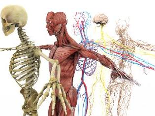 Anatomically correct depiction of the human skeletal, muscular, and nerve system.